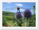 IMG_2546 * 2272 x 1704 * (926KB)