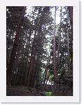 IMG_2594 * 1704 x 2272 * (1.46MB)
