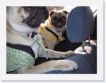 IMG_2793 * 2272 x 1704 * (814KB)